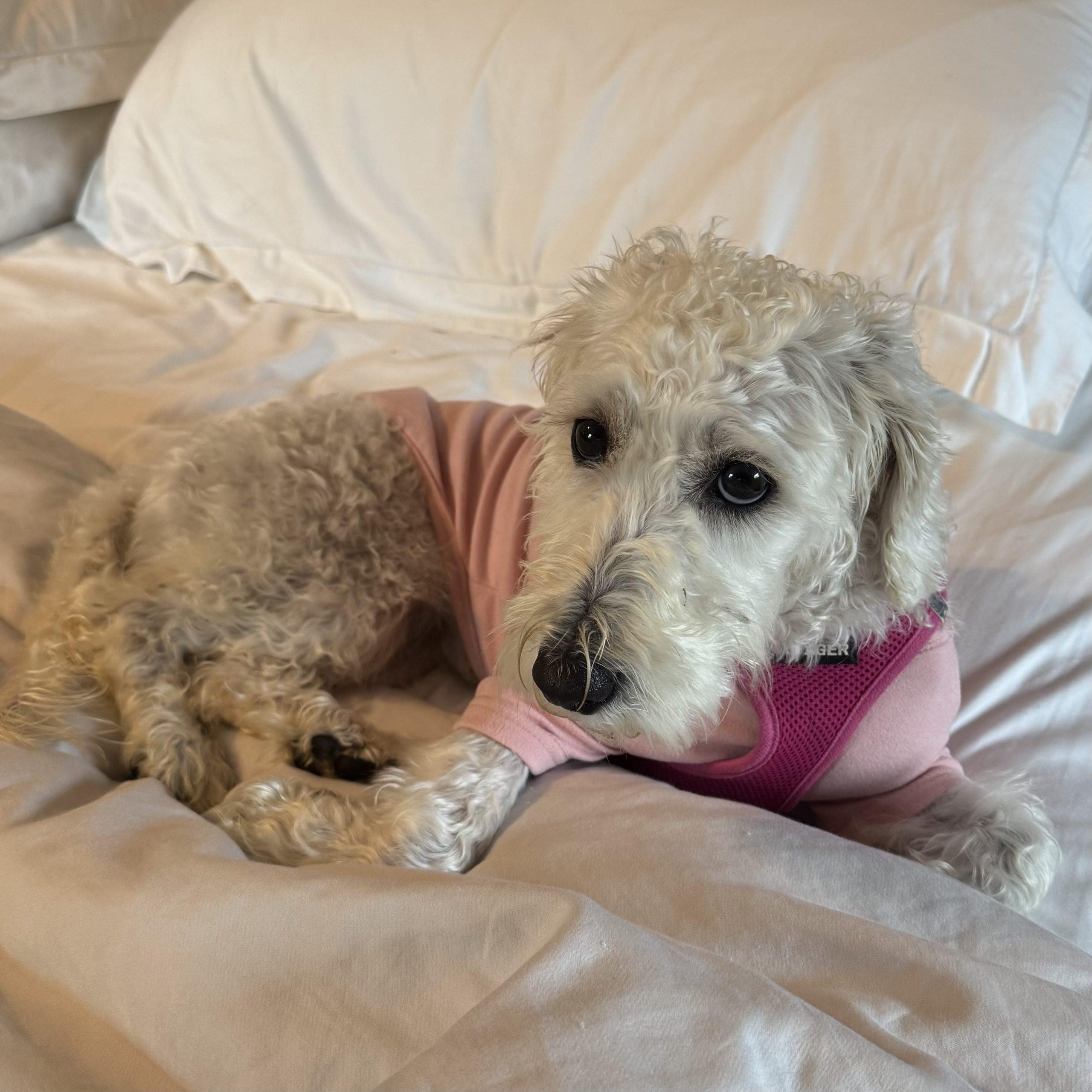 Enlarge Daisy, a Adoptable mixed breed in Verona, NJ image 1/2