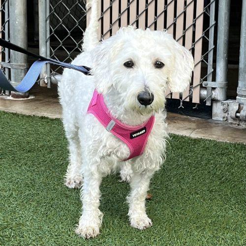Enlarge Daisy, a Adoptable mixed breed in Verona, NJ image 2/2