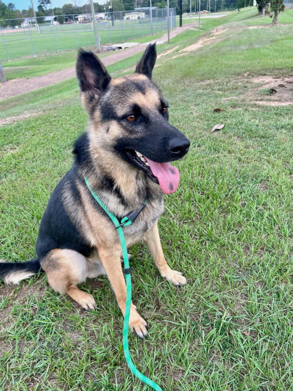 Enlarge Diego, a Adoptable German Shepherd Dog in Monticello, MS image 1/3