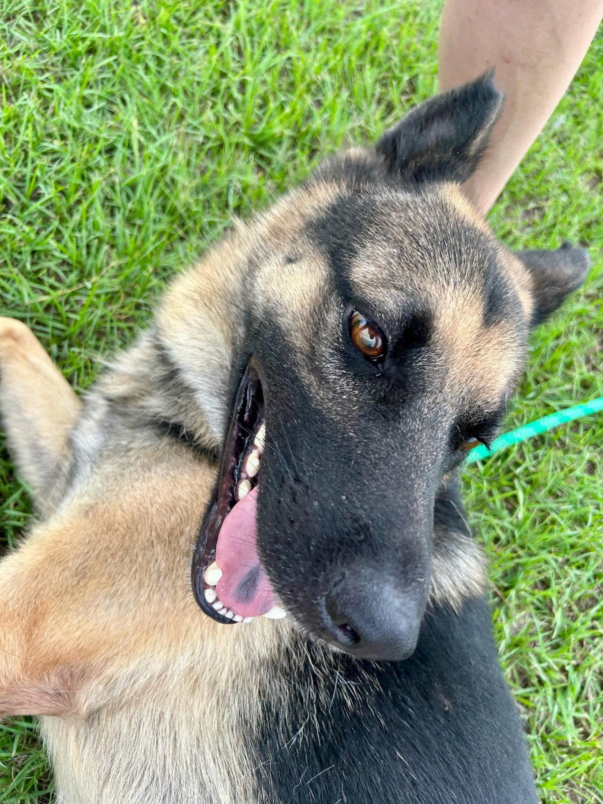 Enlarge Diego, a Adoptable German Shepherd Dog in Monticello, MS image 2/3