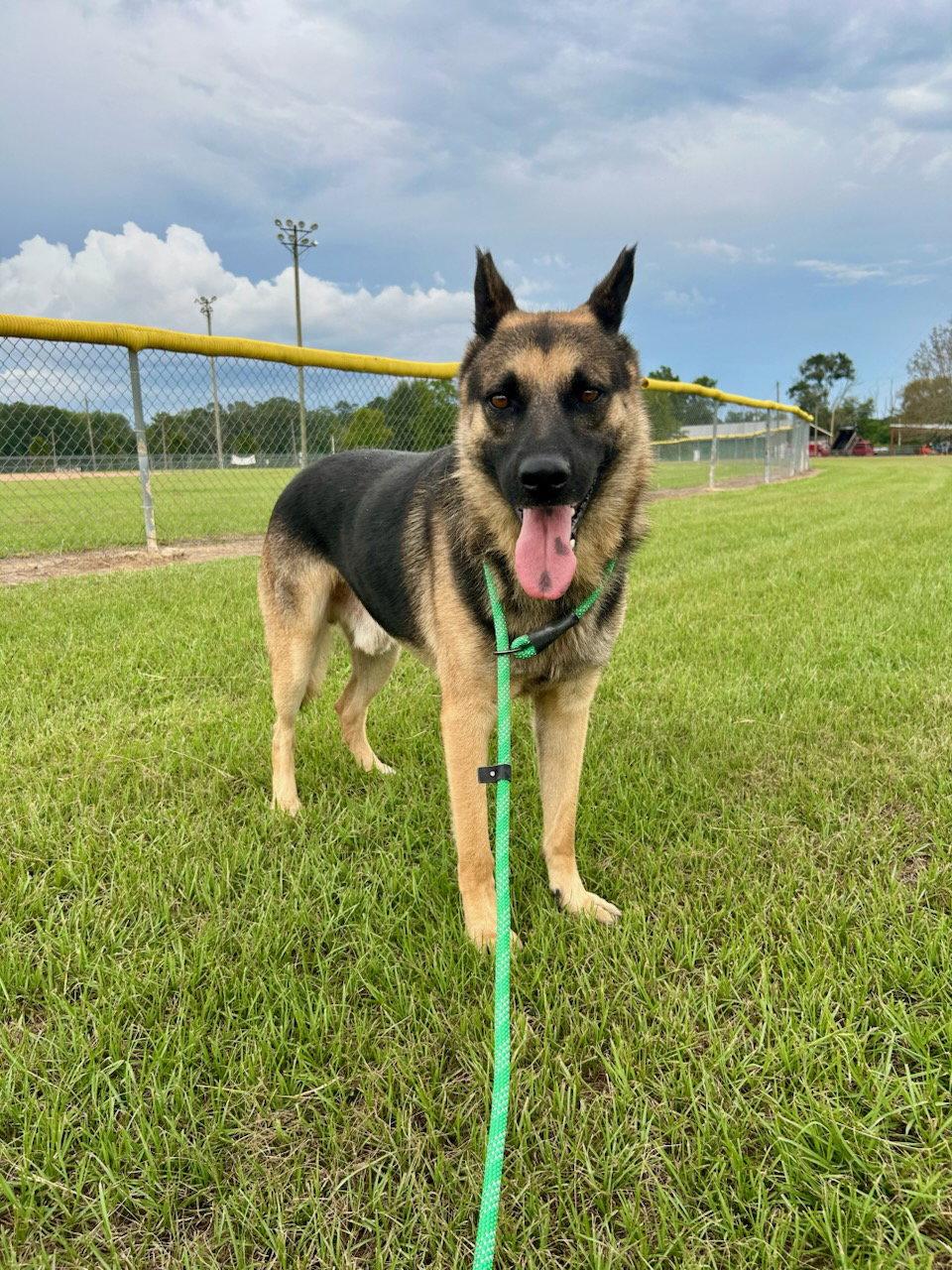 Enlarge Diego, a Adoptable German Shepherd Dog in Monticello, MS image 3/3