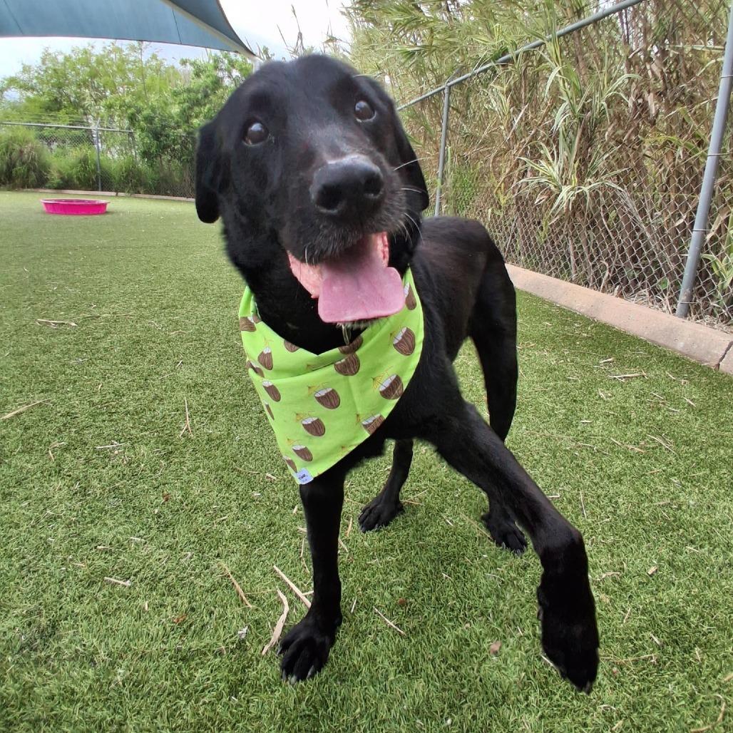 BO, Adoptable, Senior Male Black Labrador Retriever & Mixed Breed.