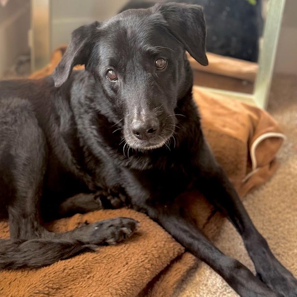 BO, Adoptable, Senior Male Black Labrador Retriever & Mixed Breed.