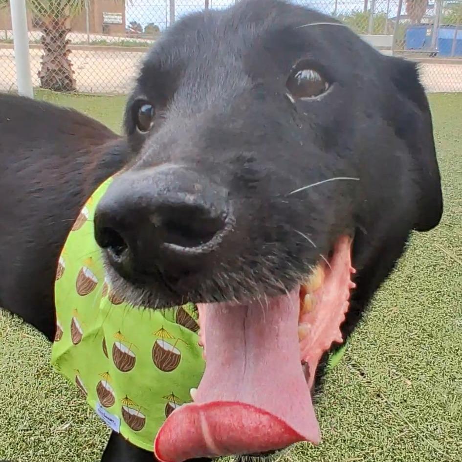Enlarge BO, a Adoptable mixed breed in Galveston, TX image 3/6