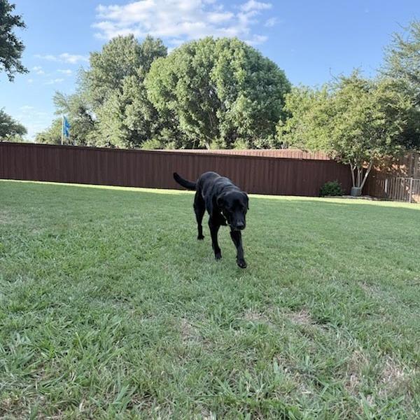Enlarge BO, a Adoptable mixed breed in Galveston, TX image 4/6