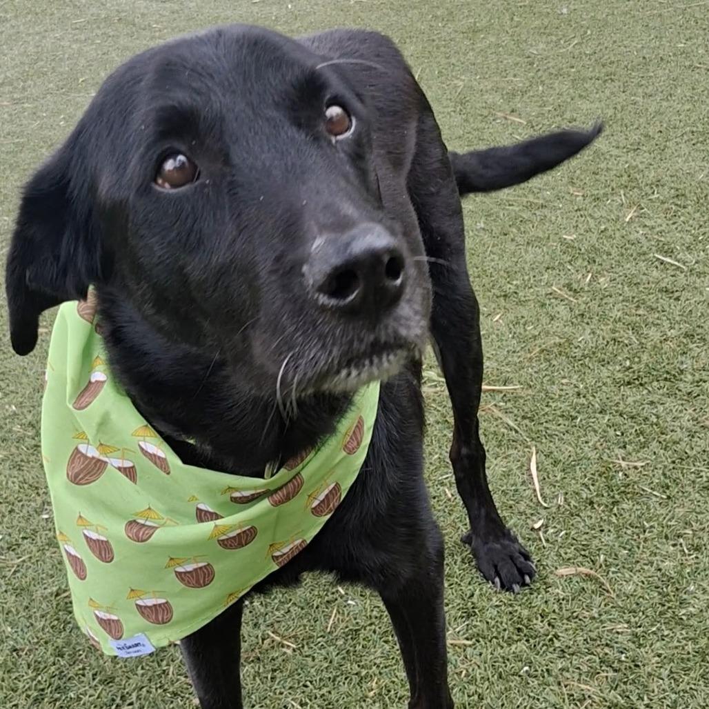 Enlarge BO, a Adoptable mixed breed in Galveston, TX image 4/6