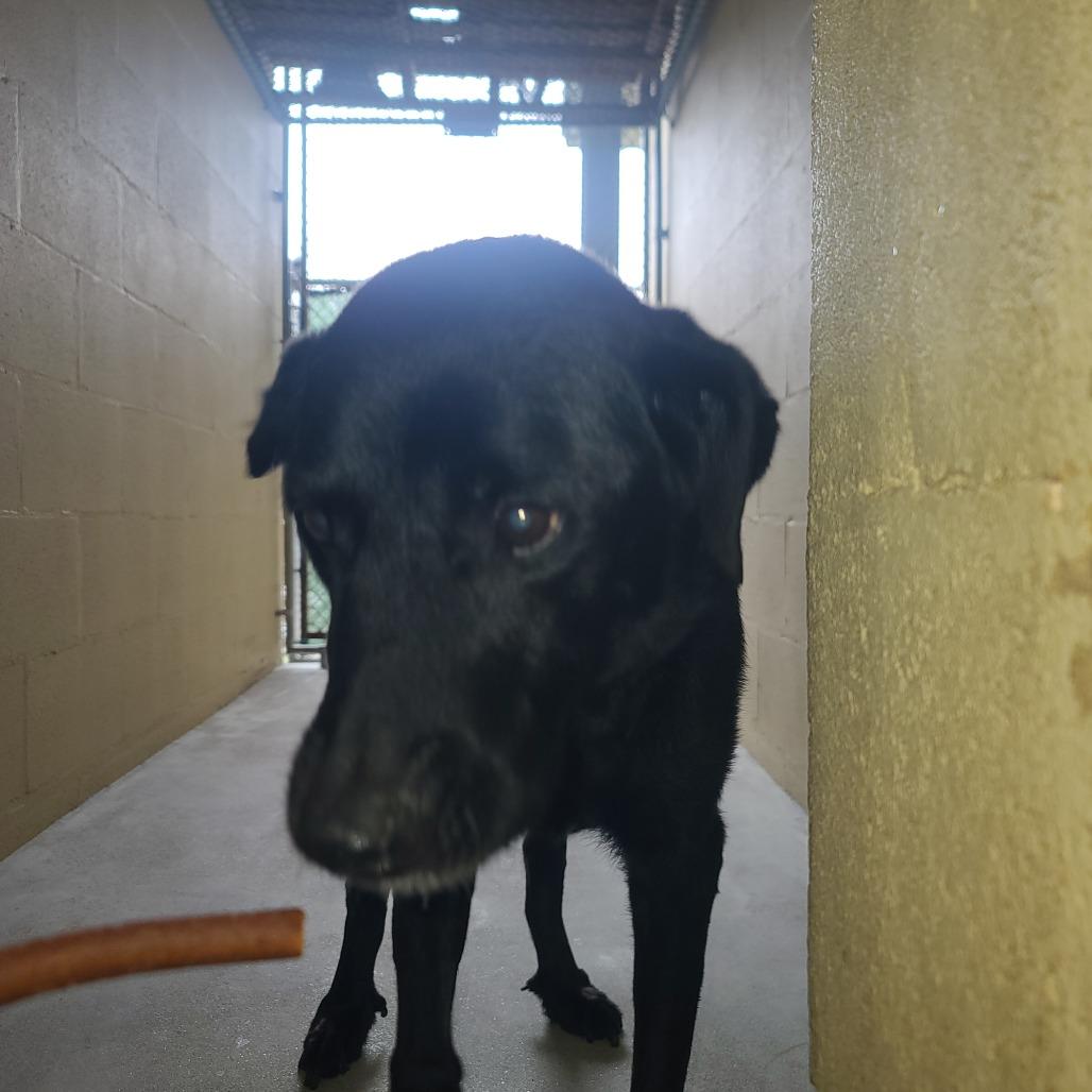Enlarge BO, a Adoptable mixed breed in Galveston, TX image 5/6