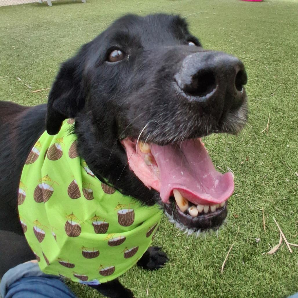 Enlarge BO, a Adoptable mixed breed in Galveston, TX image 6/6
