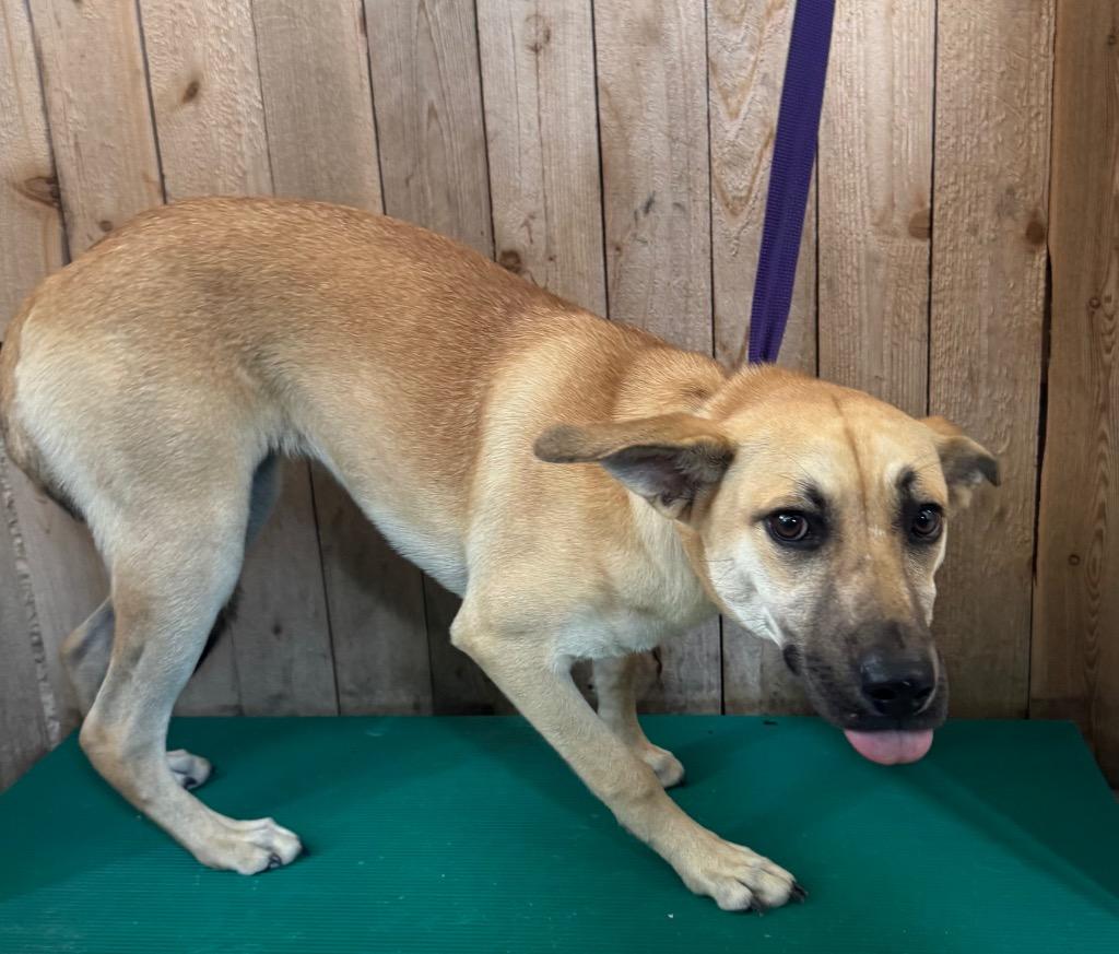 Cheerio, Adoptable, Young Female Shepherd.