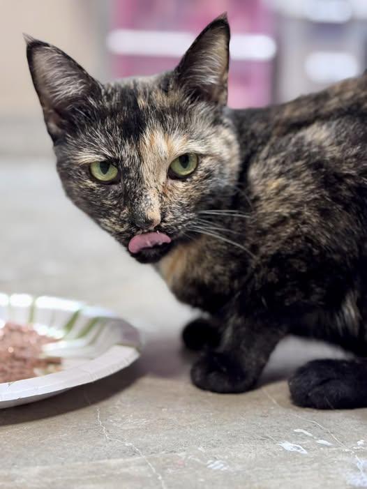 Ophelia, ADOPTABLE, Adult Female Domestic Short Hair.