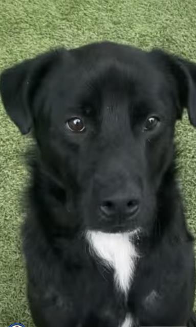 Enlarge ENOKI, a Adoptable Mixed Breed in Newton, NC image 1/1