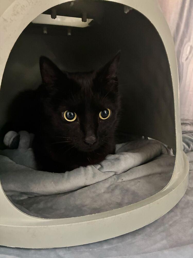 Mr Meow Meow, a Adoptable Domestic Short Hair in Marietta, GA image 1/2