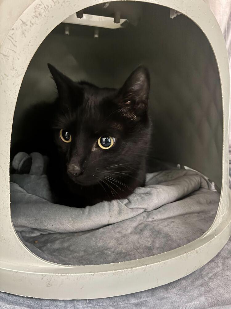 Mr Meow Meow, a Adoptable Domestic Short Hair in Marietta, GA image 2/2