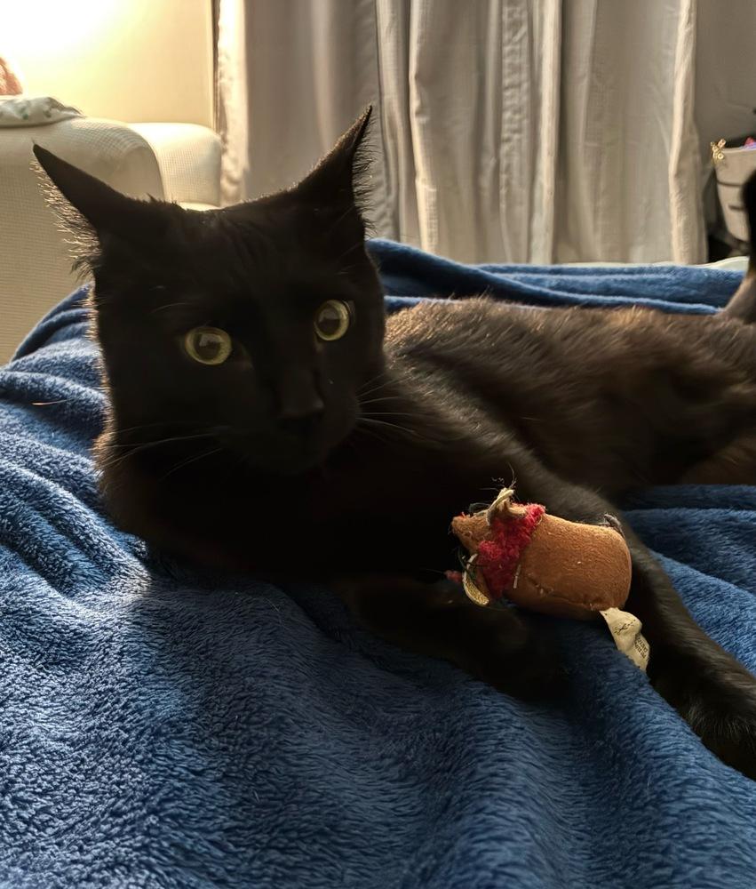 Enlarge Mr Meow Meow, a Adoptable Domestic Short Hair in Marietta, GA image 4/4