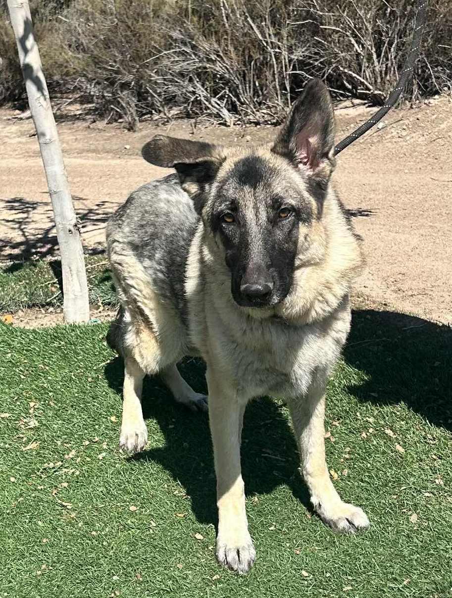 Enlarge Luna, a Adoptable German Shepherd Dog in Chehalis, WA image 1/6