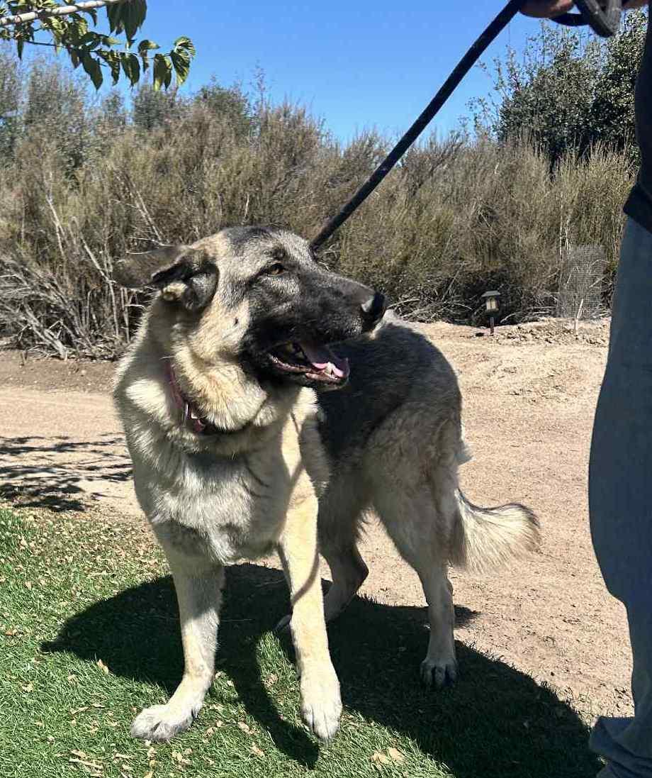 Enlarge Luna, a Adoptable German Shepherd Dog in Chehalis, WA image 2/6