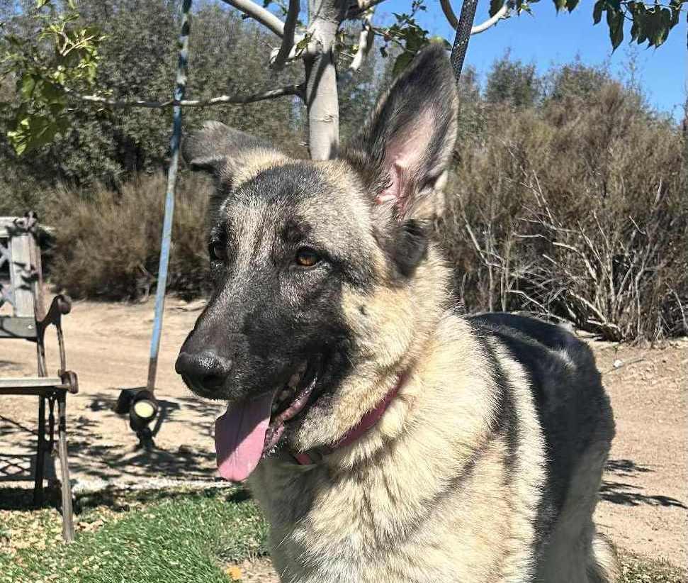 Enlarge Luna, a Adoptable German Shepherd Dog in Chehalis, WA image 3/6