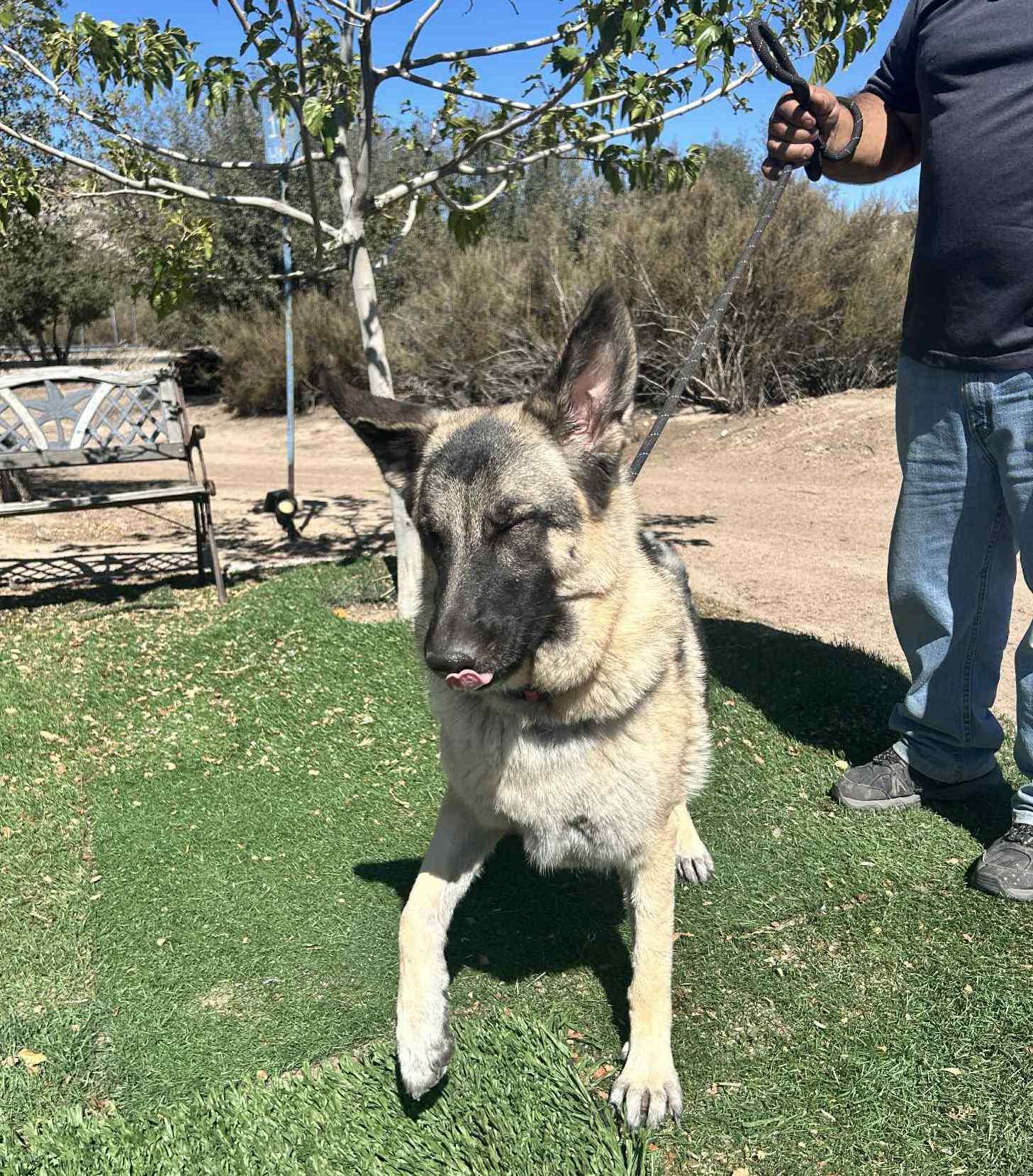 Enlarge Luna, a Adoptable German Shepherd Dog in Chehalis, WA image 4/6