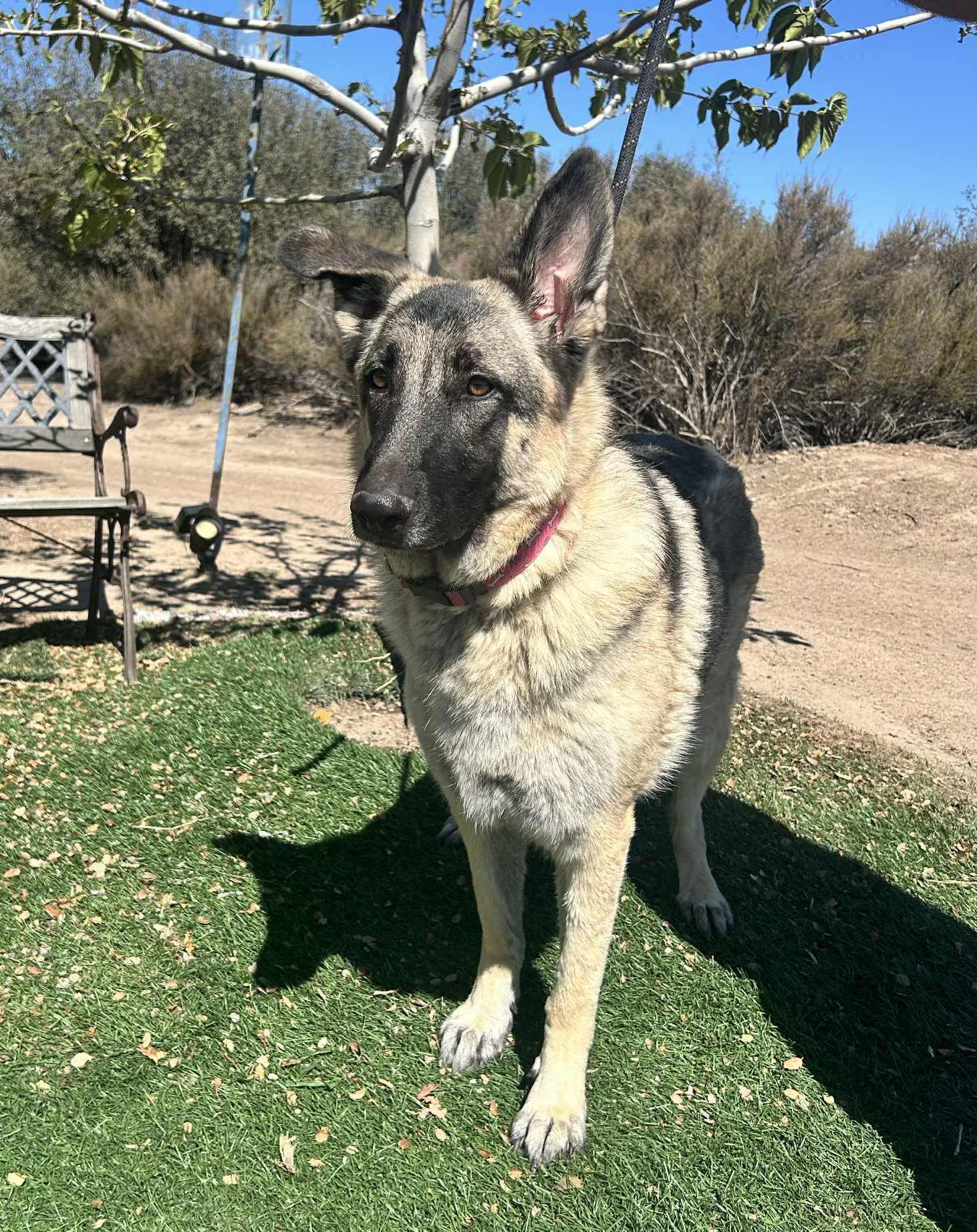 Enlarge Luna, a Adoptable German Shepherd Dog in Chehalis, WA image 5/6