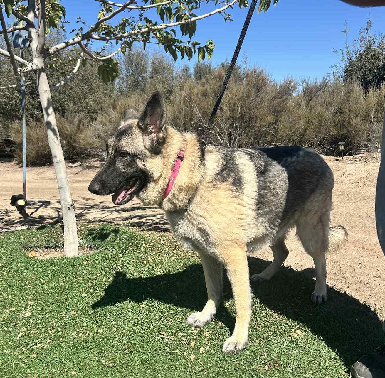 Enlarge Luna, a Adoptable German Shepherd Dog in Chehalis, WA image 6/6