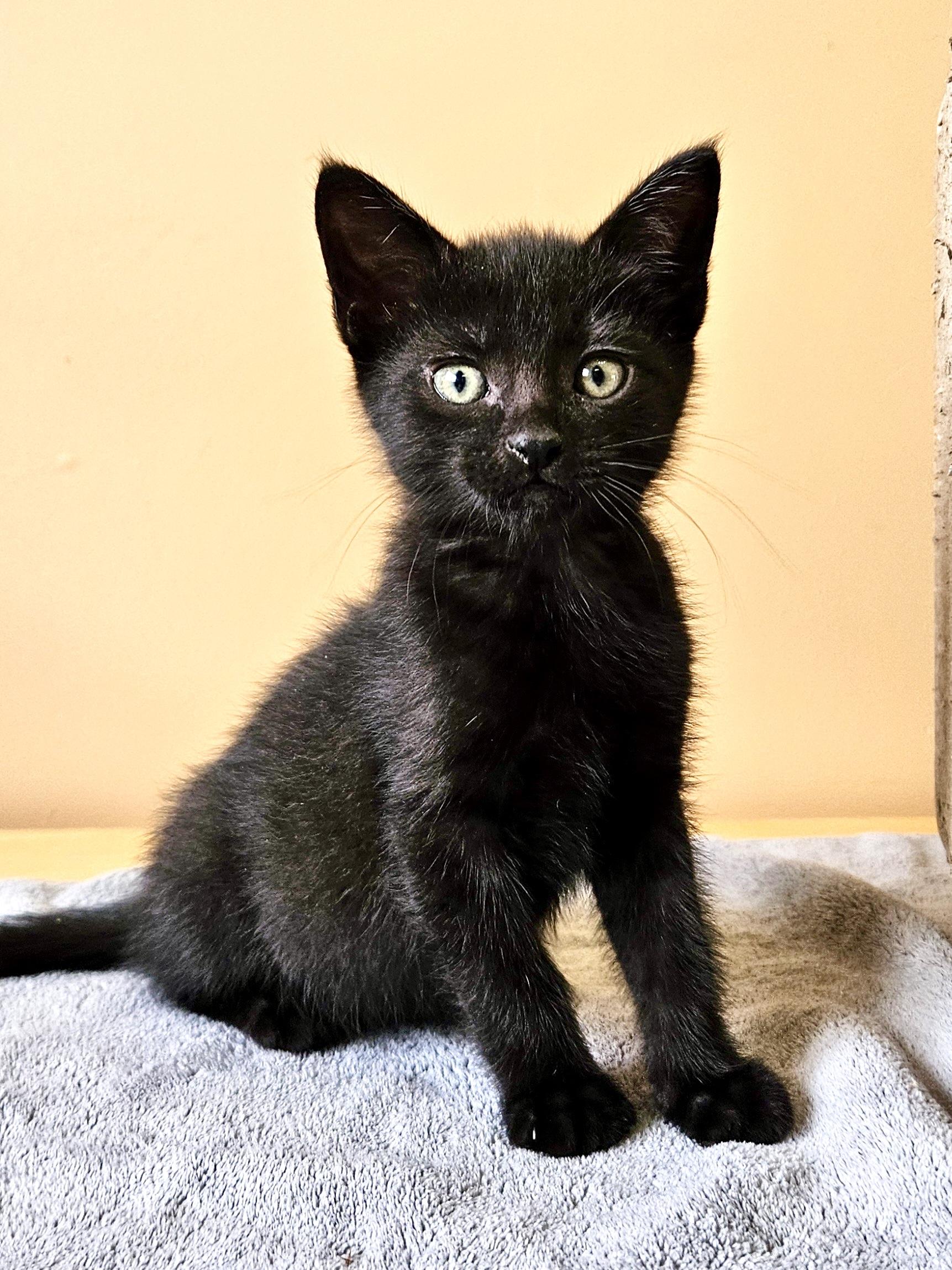 Sprout, an adoptable Domestic Short Hair in Cranbrook, BC, V1C 6P7 | Photo Image 1