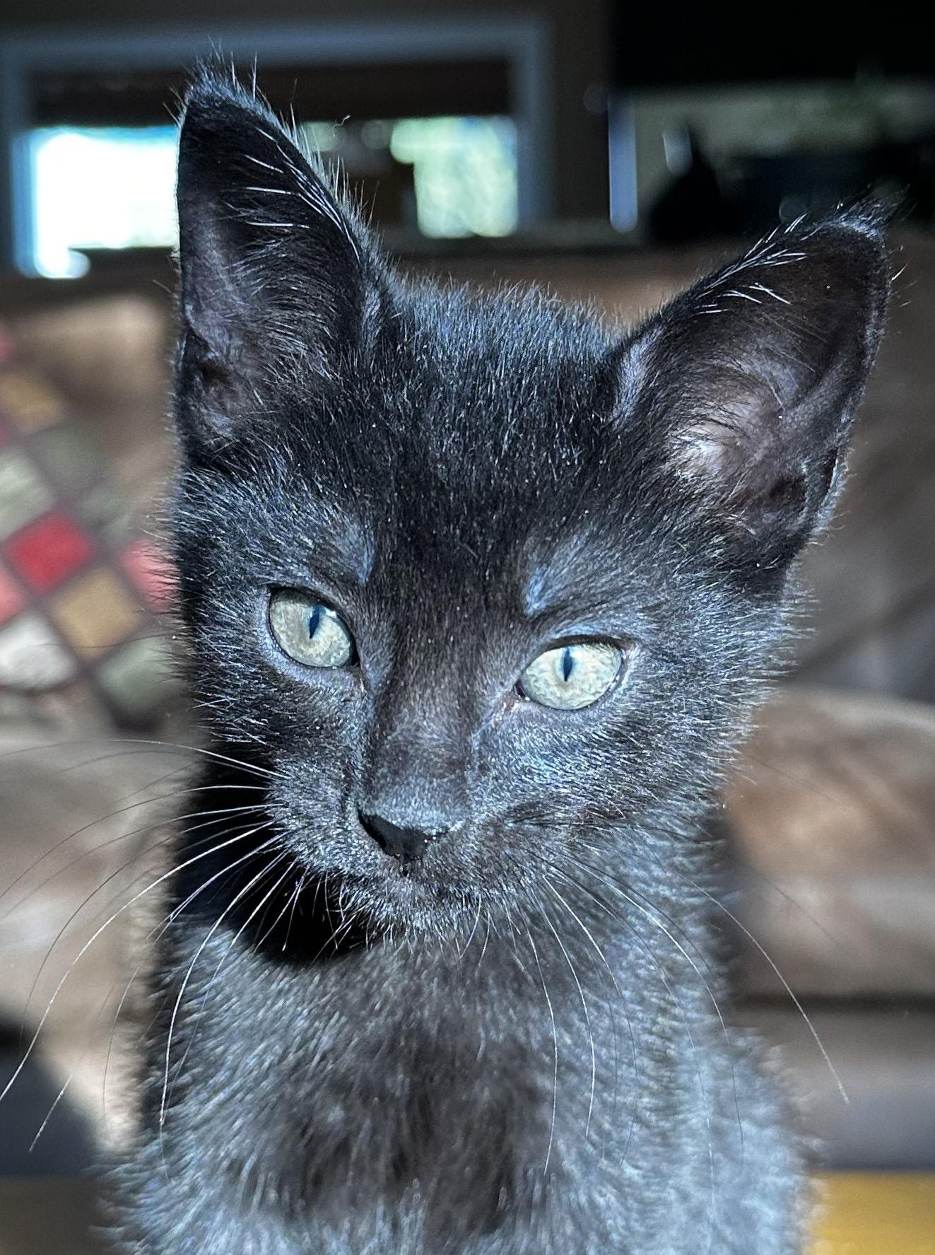 Sprout, an adoptable Domestic Short Hair in Cranbrook, BC, V1C 6P7 | Photo Image 3