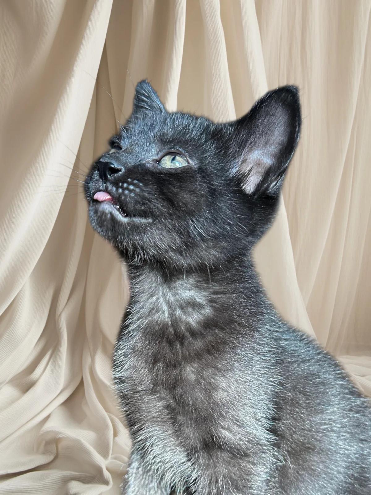Sprout, an adoptable Domestic Short Hair in Cranbrook, BC, V1C 6P7 | Photo Image 2
