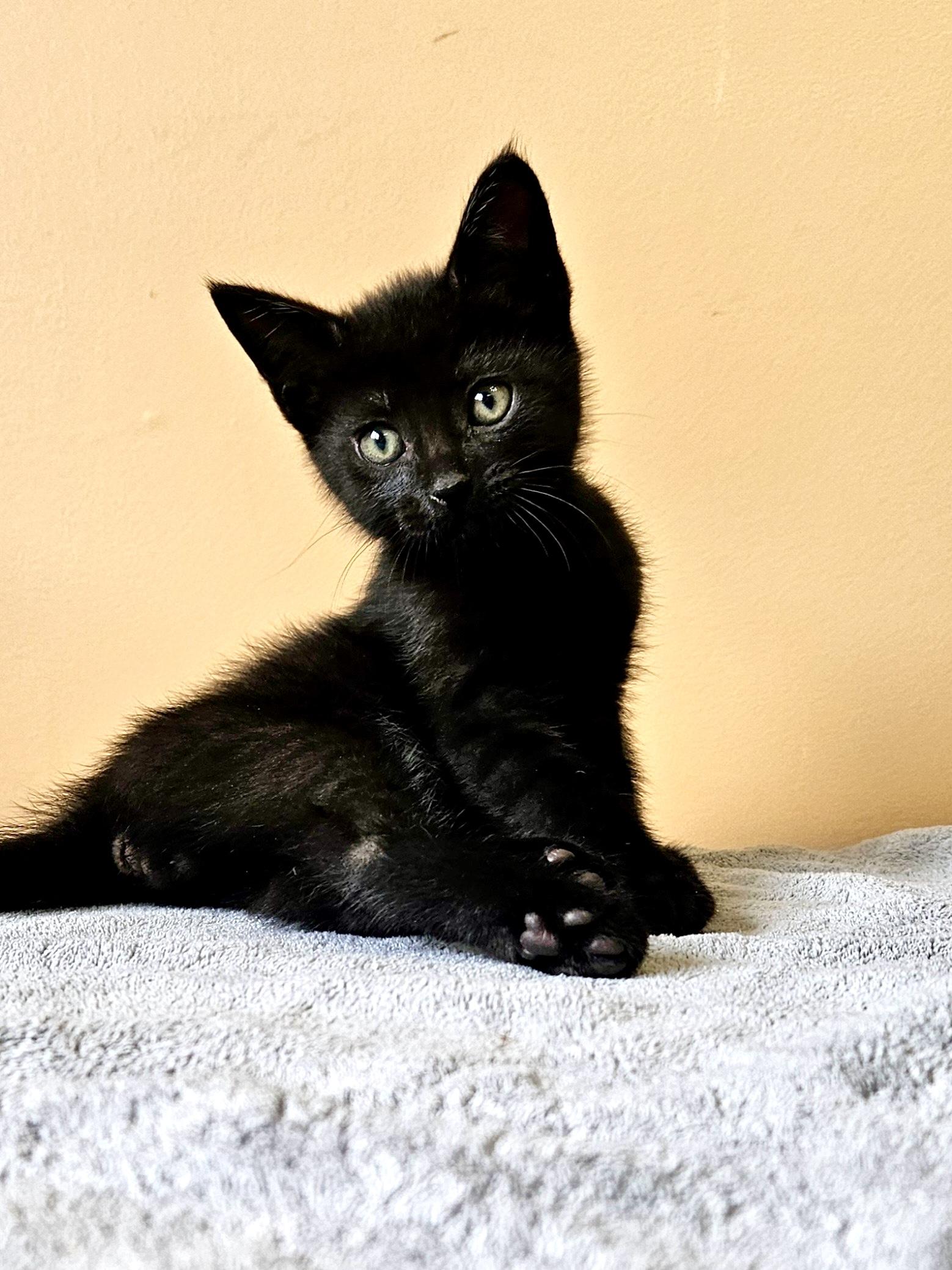 Sprout, an adoptable Domestic Short Hair in Cranbrook, BC, V1C 6P7 | Photo Image 4