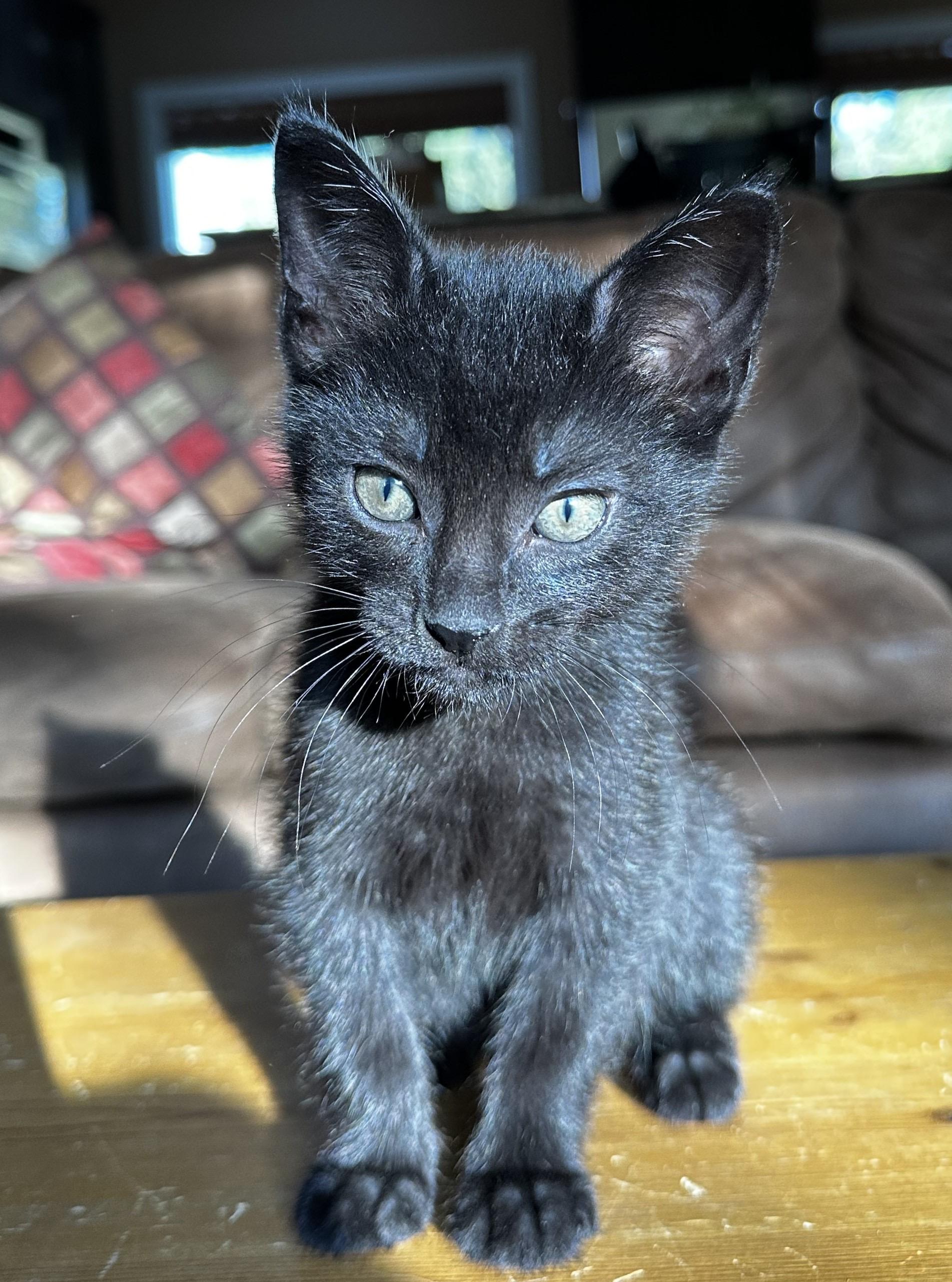 Sprout, an adoptable Domestic Short Hair in Cranbrook, BC, V1C 6P7 | Photo Image 5