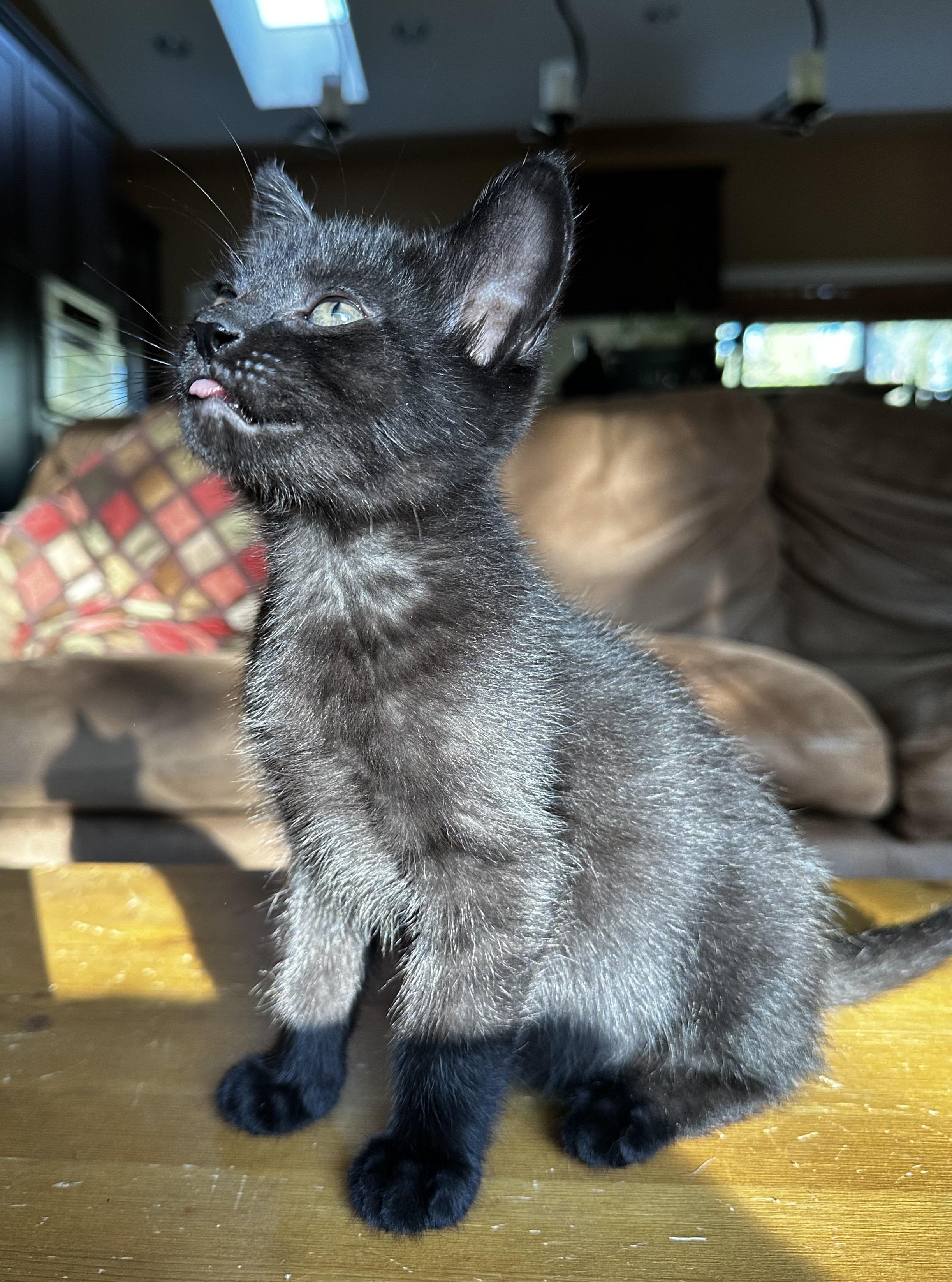 Sprout, an adoptable Domestic Short Hair in Cranbrook, BC, V1C 6P7 | Photo Image 6