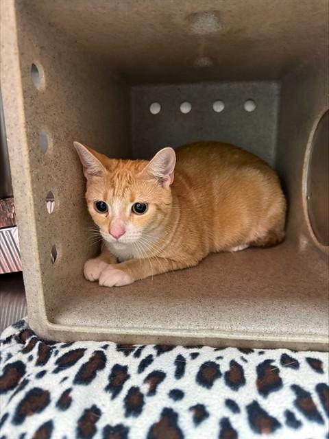 Enlarge A798681, a Adoptable Domestic Short Hair in Louisville, KY image 1/1