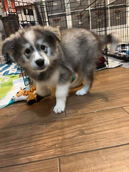 Linus, Adoptable, Young Male Siberian Husky & Mixed Breed.