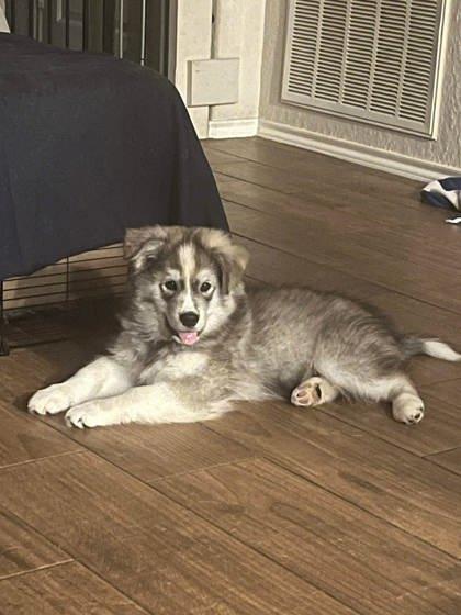 Enlarge Linus, a Adoptable mixed breed in Kingwood, TX image 3/3