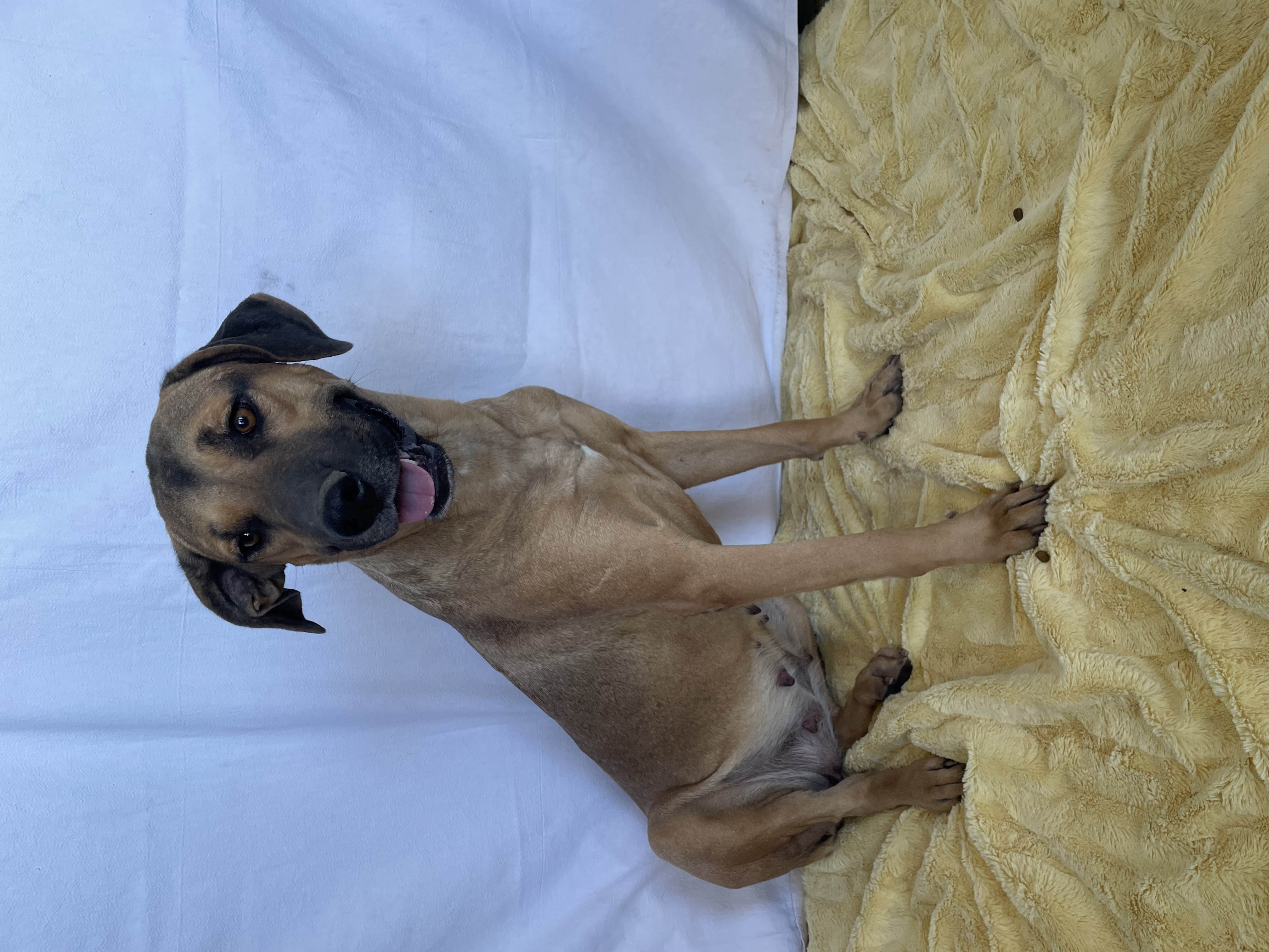 Stormy, Adult Female Great Dane