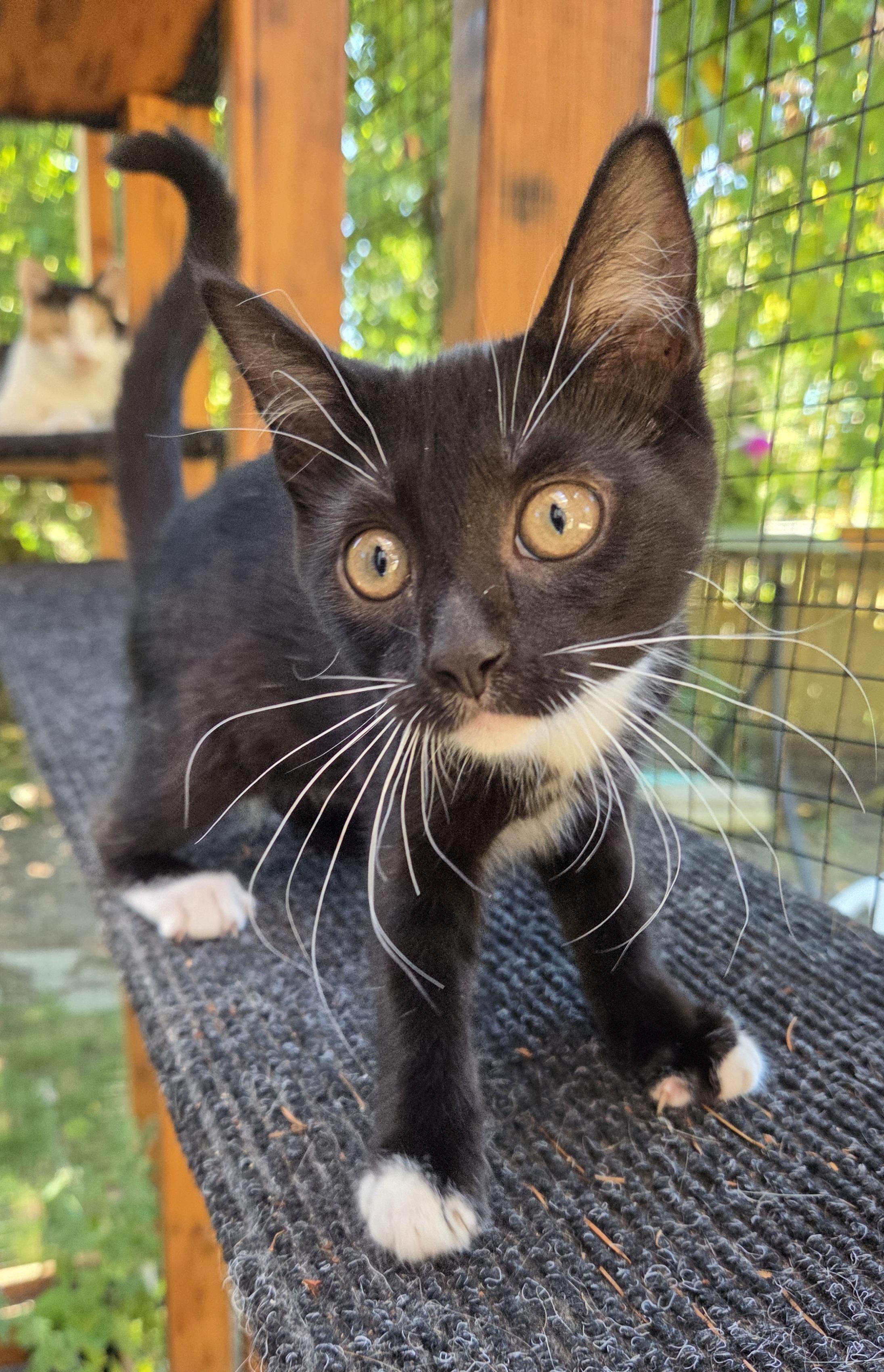 Little Boots Tuxedo Cat