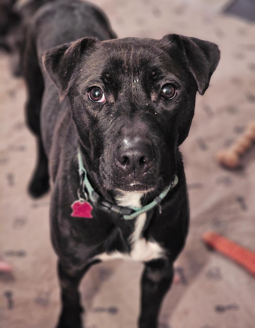 Kingston, an adoptable Black Labrador Retriever, Pit Bull Terrier in West Saint Paul, MN, 55118 | Photo Image 5