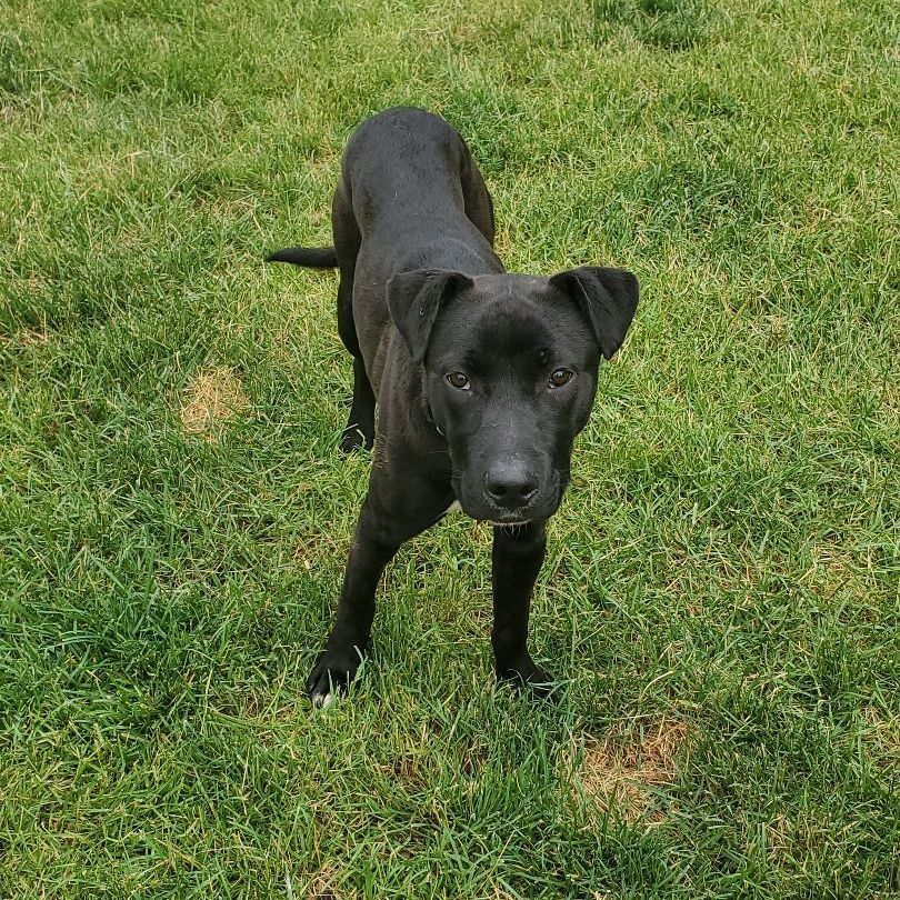 Enlarge Kingston, a Adoptable mixed breed in West Saint Paul, MN image 3/4