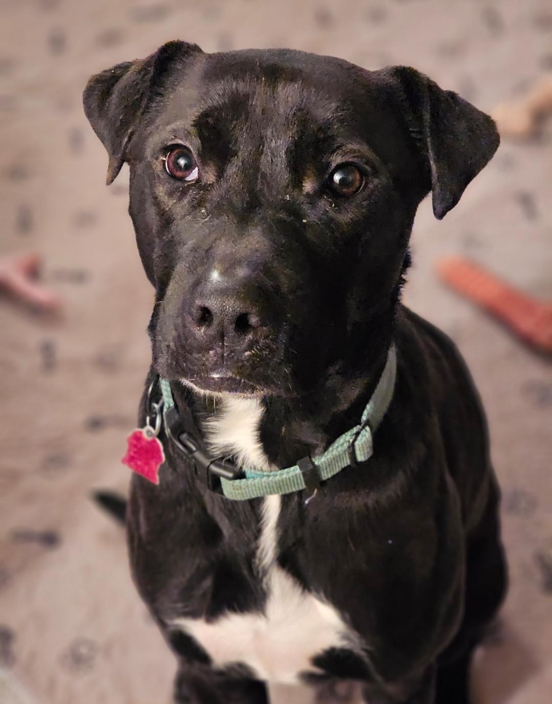 Kingston, an adoptable Black Labrador Retriever, Pit Bull Terrier in West Saint Paul, MN, 55118 | Photo Image 3