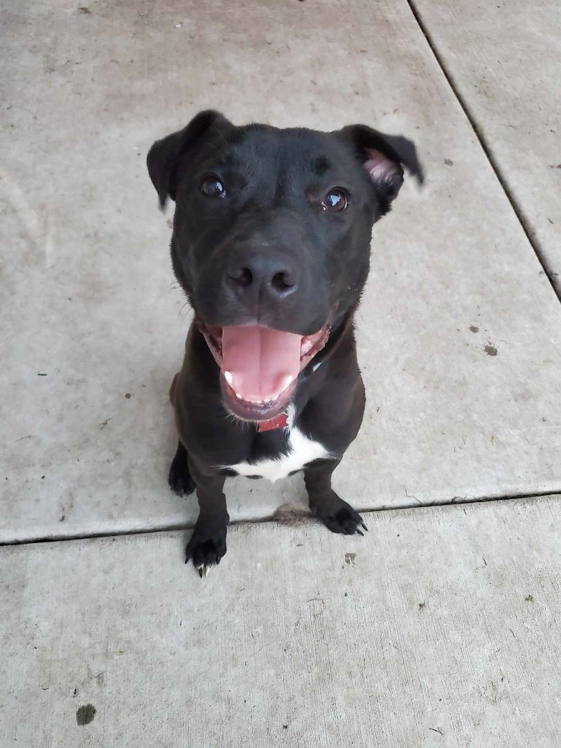Kingston, an adoptable Black Labrador Retriever, Pit Bull Terrier in West Saint Paul, MN, 55118 | Photo Image 1