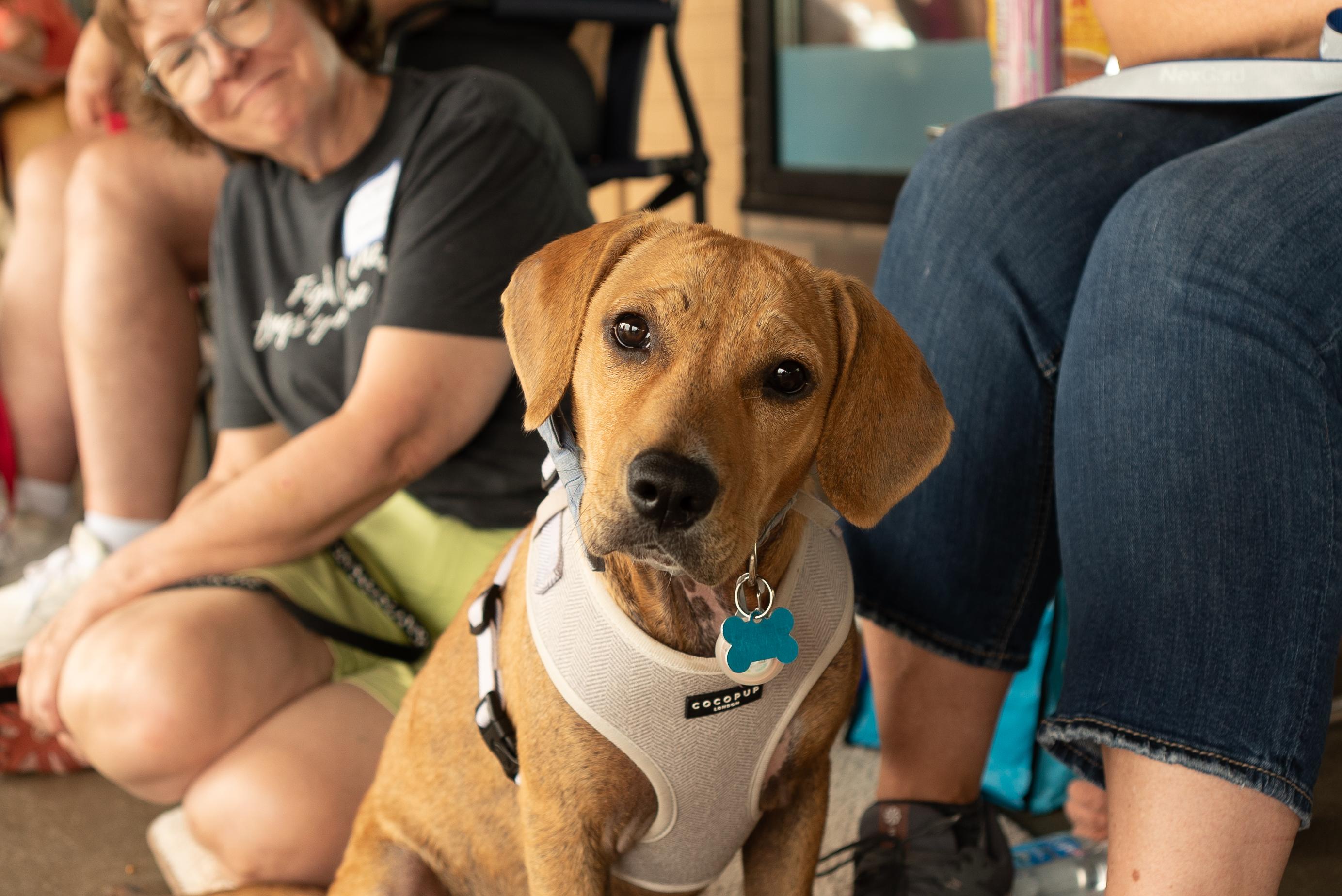 Soleil, a Adoptable mixed breed in Minneapolis, MN image 1/6