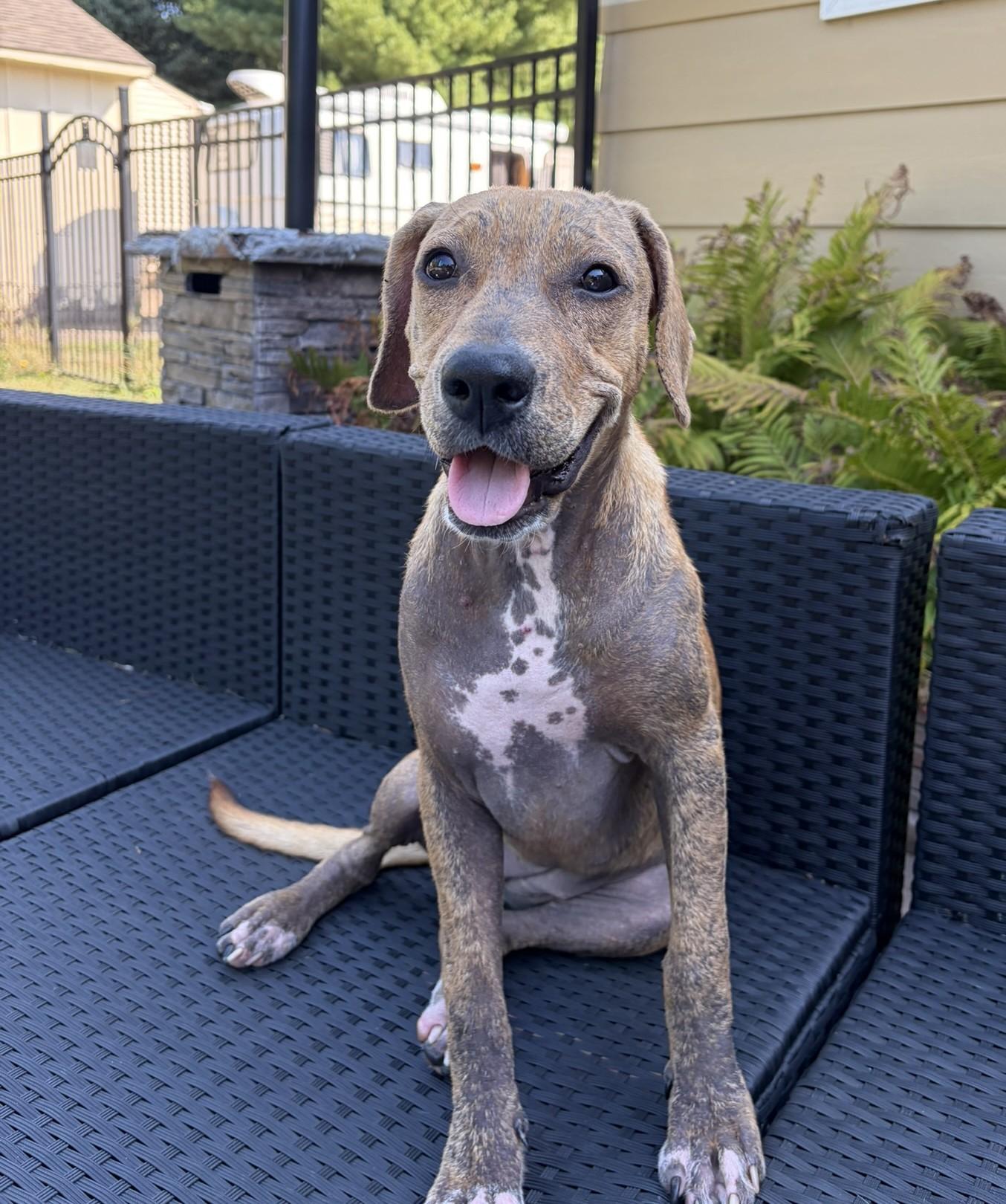 Soleil, a Adoptable mixed breed in Minneapolis, MN image 3/6