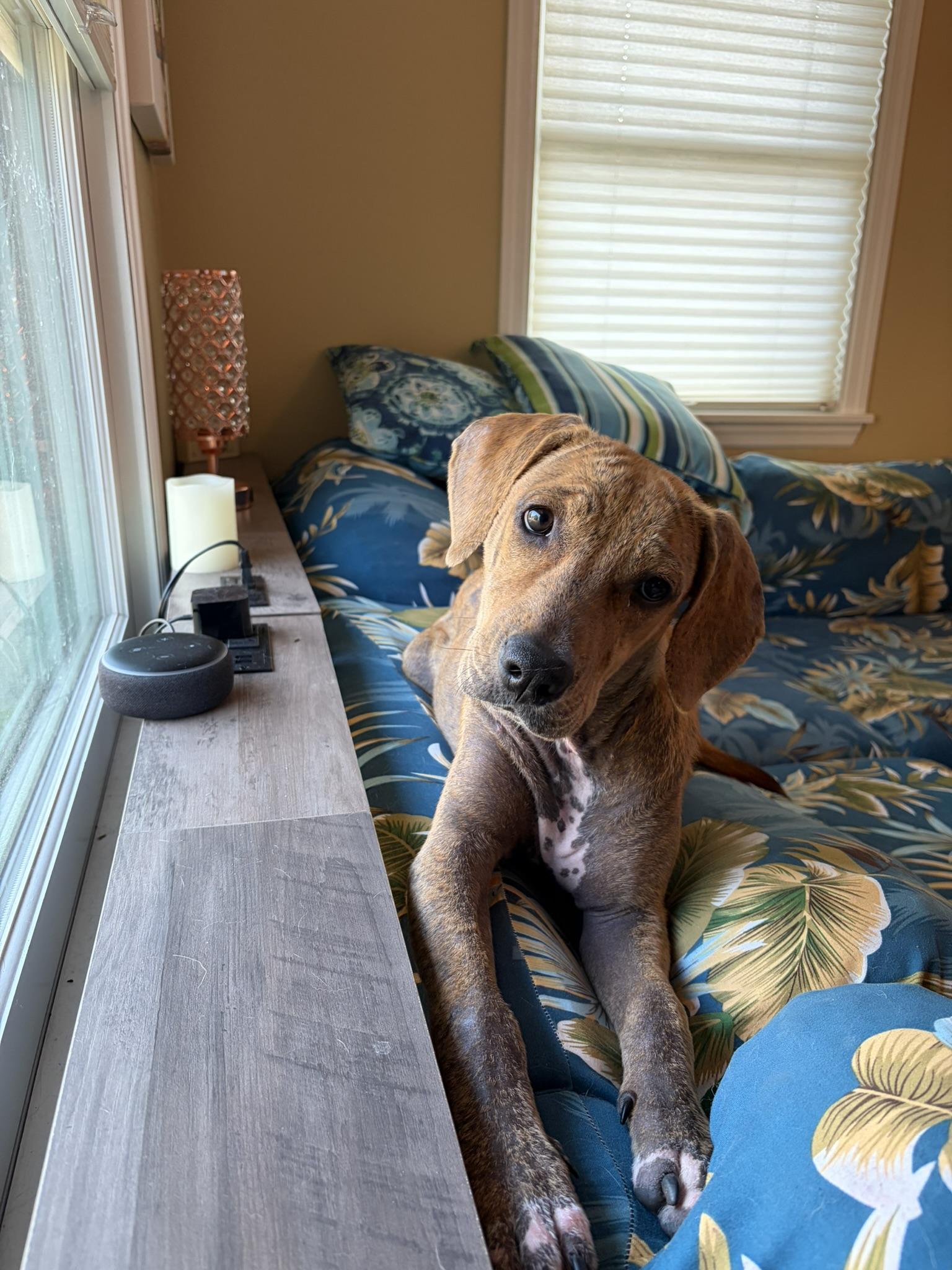 Soleil, a Adoptable mixed breed in Minneapolis, MN image 2/6
