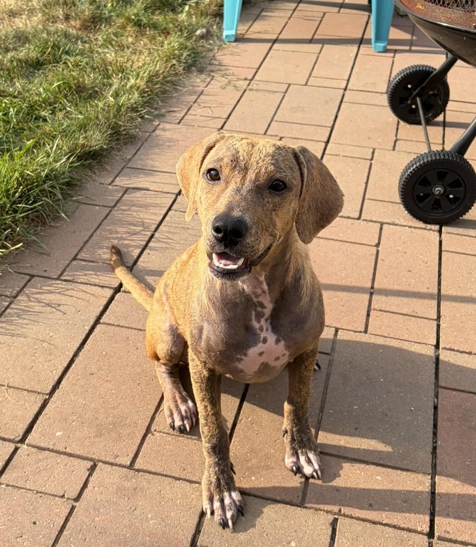 Soleil, a Adoptable mixed breed in Minneapolis, MN image 4/6