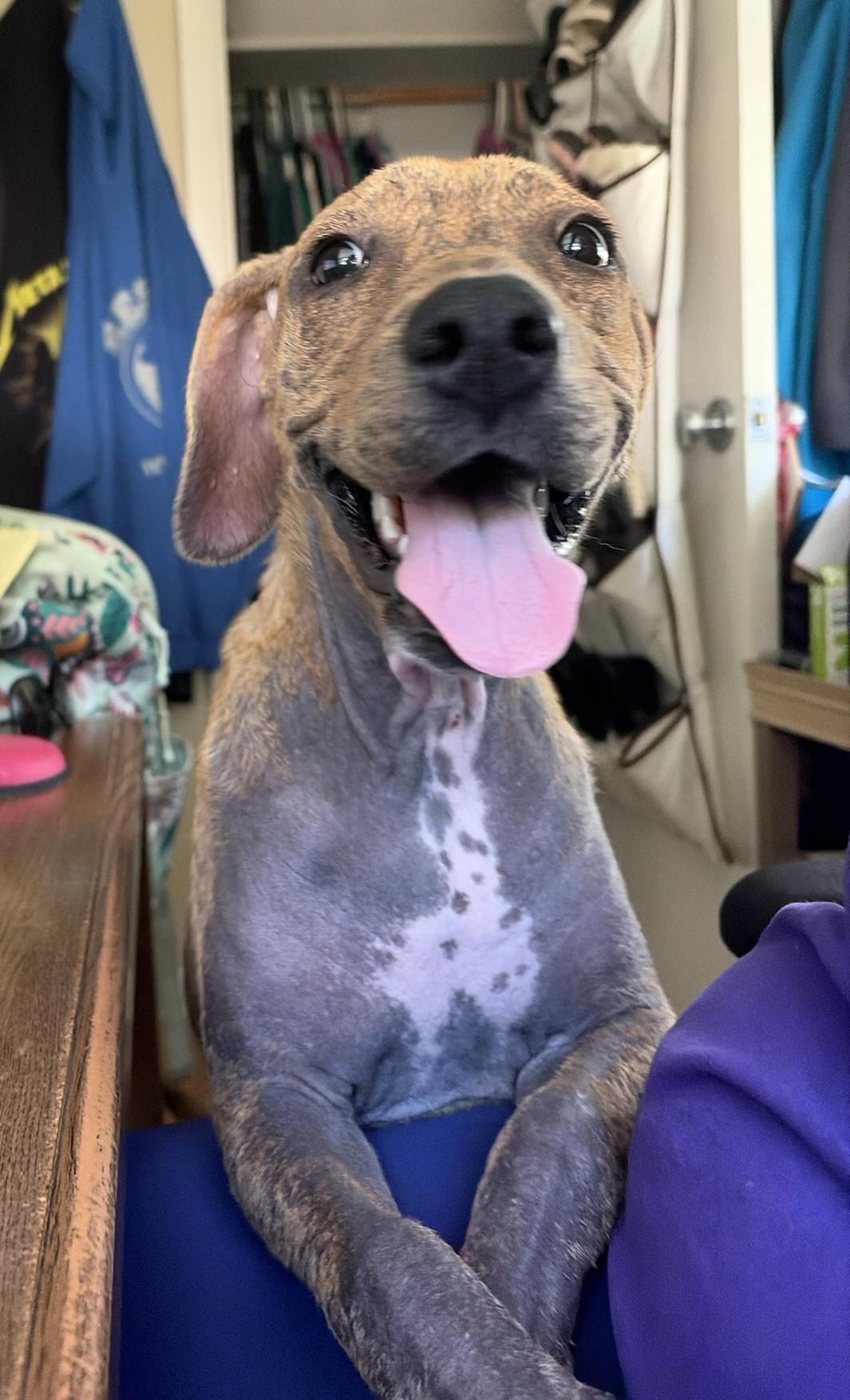 Soleil, a Adoptable mixed breed in Minneapolis, MN image 5/6