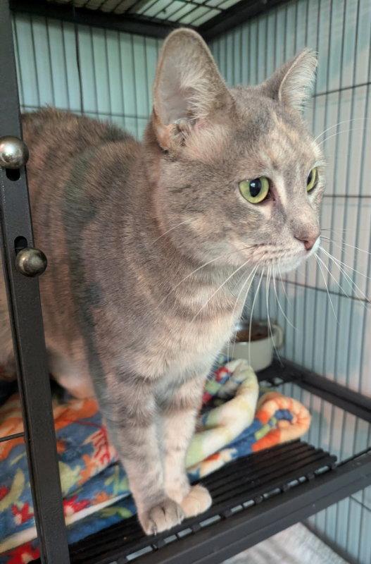 Enlarge Amber, a Adopted mixed breed in Ocala, FL image 1/3