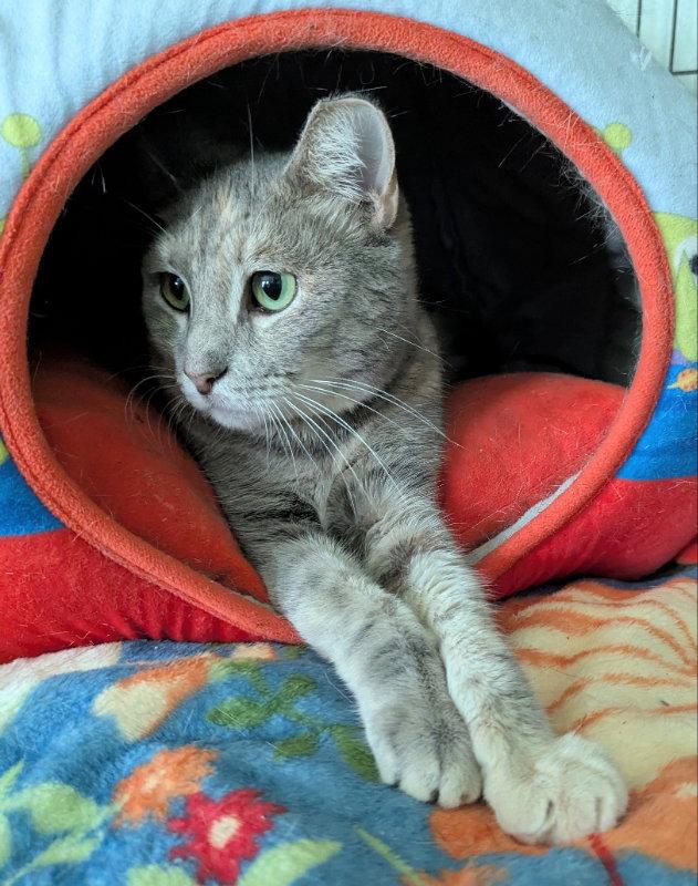Enlarge Amber, a Adopted mixed breed in Ocala, FL image 2/3