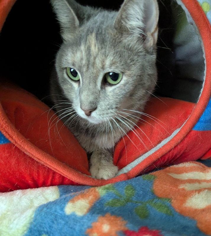 Enlarge Amber, a Adopted mixed breed in Ocala, FL image 3/3