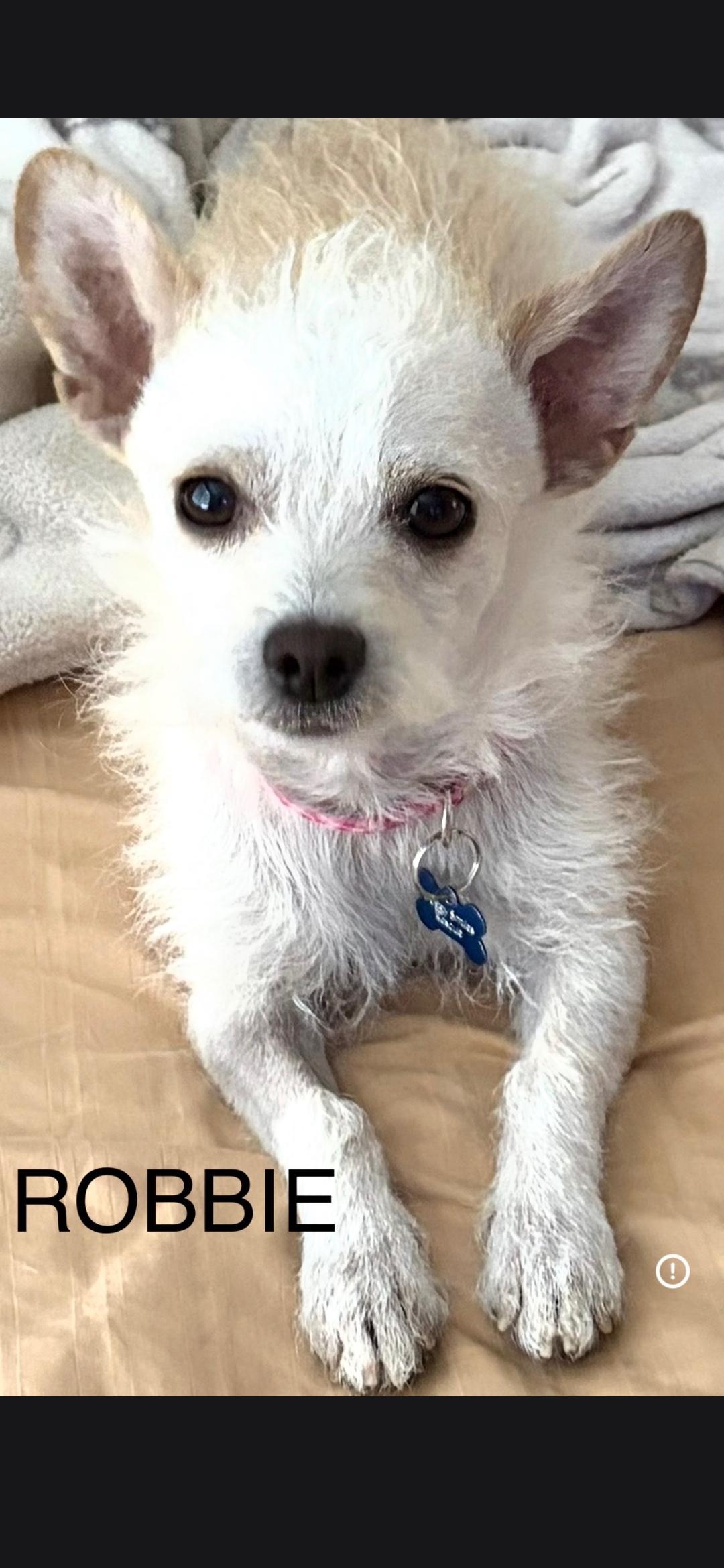 Enlarge Robbie, a Adoptable Terrier in Lancaster, CA image 1/1