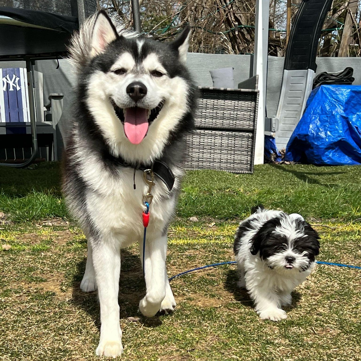 Nikki, an adoptable Pomsky in Cherry Hill, NJ, 08002 | Photo Image 2