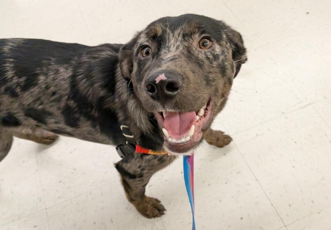 Chidi, a ADOPTABLE mixed breed in Bend, OR image 3/5